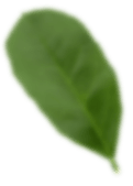 leafs-back.png