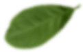 leafs-top.png