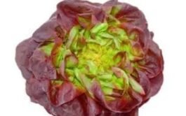 Lechuga francesa morada unidad